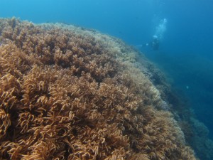 沖縄ダイビング　アドバンス講習