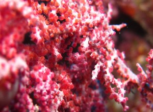 沖縄　ダイビング　慶良間