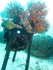 沖縄　ダイビング　オオモンカエルアンコウ