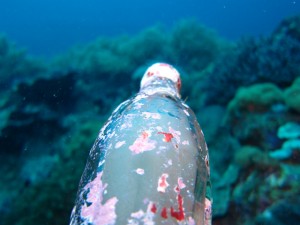 沖縄　ダイビング