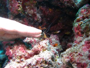 沖縄　ダイビング　慶良間