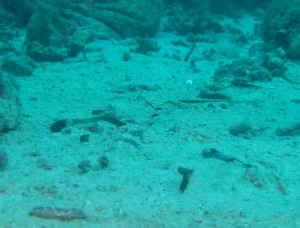 沖縄　ダイビング