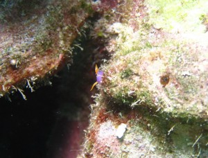 沖縄　ダイビング　ムラサキウミコチョウ