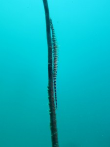 沖縄　ダイビング　ゴルゴニアンシュリンプ