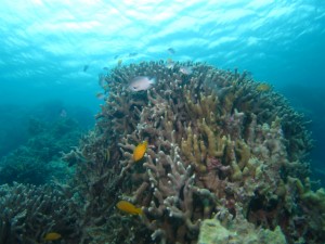 沖縄　ダイビング