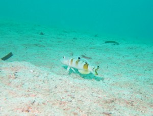 沖縄　ダイビング　ササハゼ