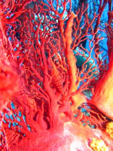 沖縄　ダイビング