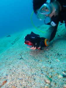 沖縄　ダイビング