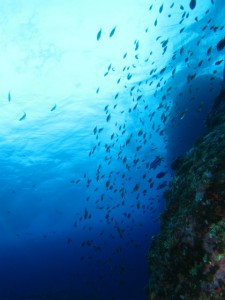 沖縄　ダイビング