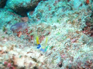 沖縄　ダイビング