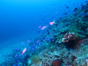 沖縄　ダイビング　慶良間