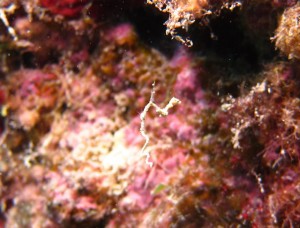 沖縄　ダイビング