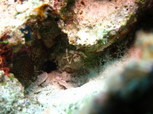 沖縄　ダイビング　慶良間