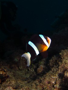 沖縄　ダイビング　アドヴァンス