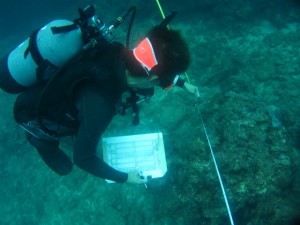 沖縄　ダイビング　ニライ会　リーフチェック