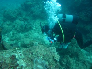 沖縄　ダイビング　ニライ会　リーフチェック