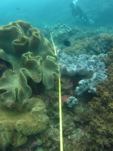 沖縄　ダイビング　ニライ会　リーフチェック