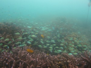 沖縄　ダイビング　那覇シーサイドパーク