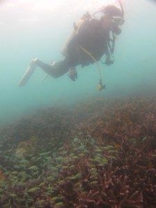 沖縄　ダイビング　那覇シーサイドパーク