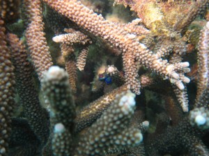 沖縄　ダイビング　那覇シーサイドパーク