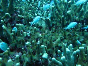 沖縄　ダイビング　慶良間