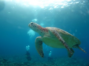 沖縄　ダイビング　慶良間