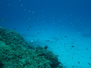 沖縄　ダイビング　慶良間