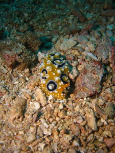 沖縄　ダイビング　近海