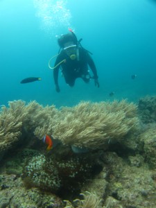 沖縄　ダイビング　近海