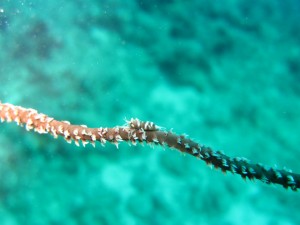 沖縄　ダイビング　近海