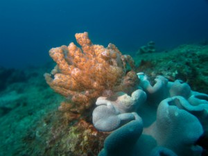 沖縄　ダイビング　近海