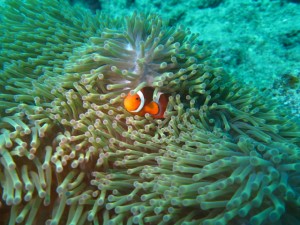 沖縄　ダイビング　近海