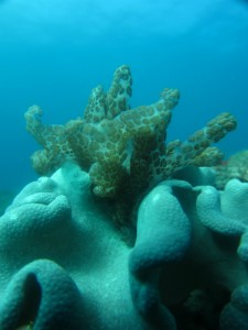 沖縄　ダイビング　近海