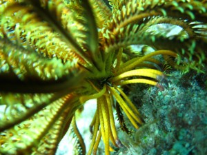 沖縄　ダイビング　近海