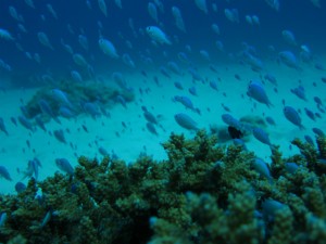 沖縄　ダイビング　慶良間