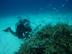 沖縄　ダイビング　慶良間