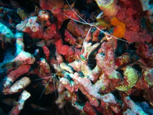 沖縄　ダイビング　慶良間