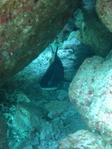 沖縄　ダイビング　慶良間