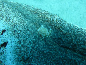 沖縄　ダイビング　慶良間