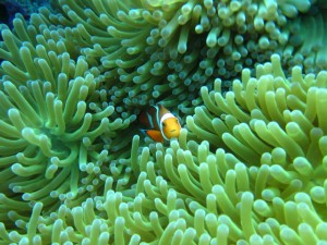 沖縄　ダイビング　慶良間