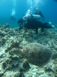 沖縄　ダイビング　慶良間