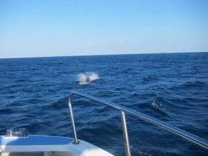 沖縄　ダイビング　慶良間　オキゴンドウ