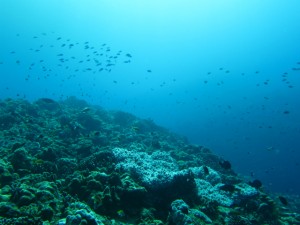 沖縄　ダイビング　慶良間