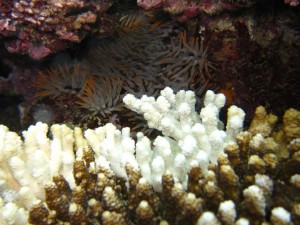 沖縄　ダイビング　保全活動