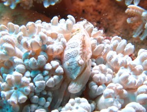 沖縄　ダイビング　ツヤトサカガザミ