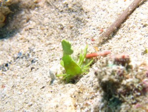 沖縄　ダイビング　コロダイ