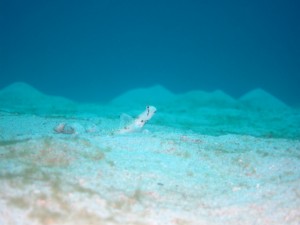 沖縄　ダイビング　オニハゼ