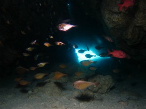 沖縄　ダイビング　神山島