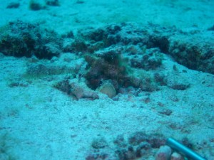 沖縄　ダイビング