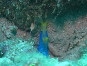 沖縄　ダイビング　ハナヒゲウツボ